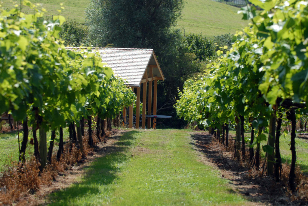 vineyard-lodge-between-vines-1024x687