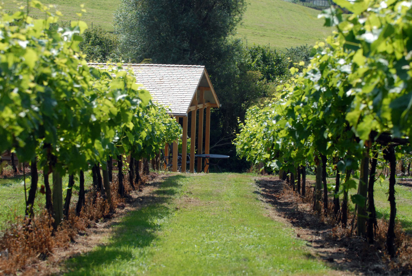 vineyard-lodge-between-vines-1341x900