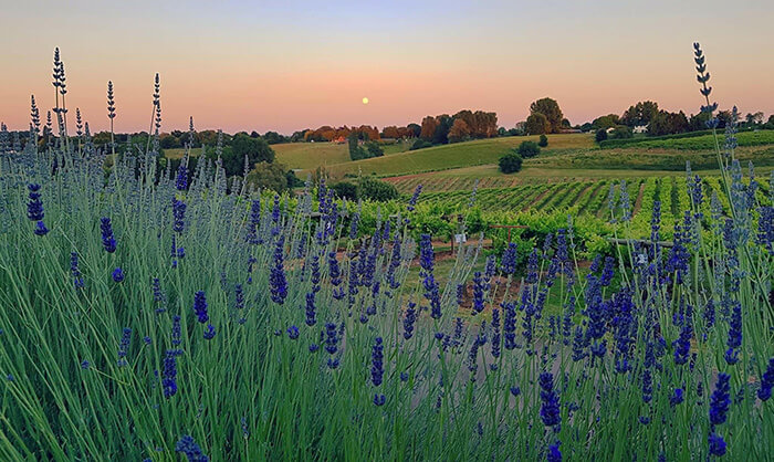 Lavender view over the vineyards