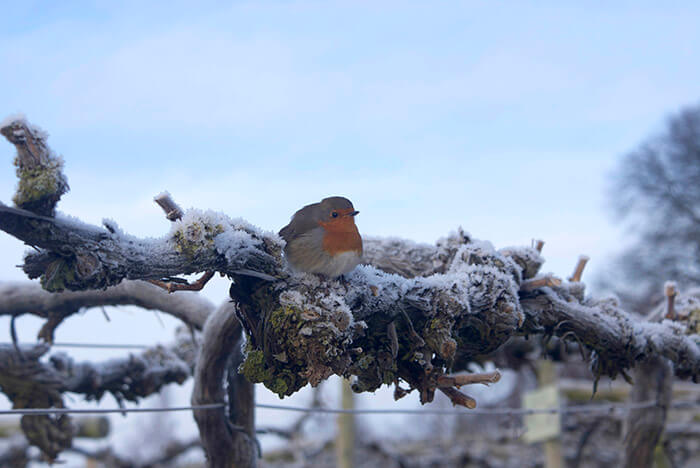 Robin in the snow sat on a vine at Three Choirs Vineyards