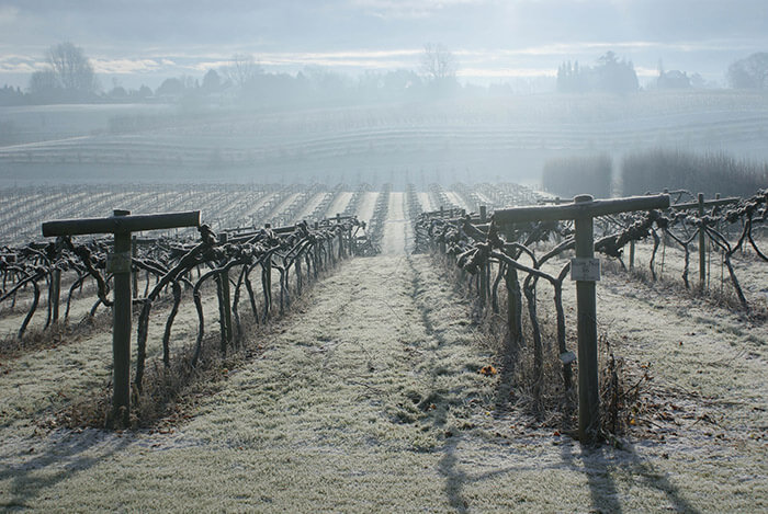 Three Choirs Vineyards in the frost in the Winter