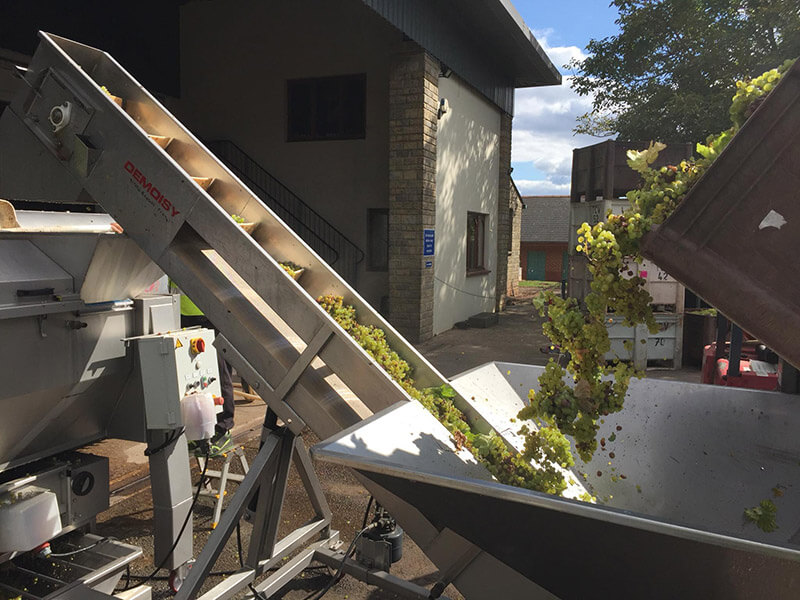 Winemaking and grapes going into the winery at Three Choirs Vineyards